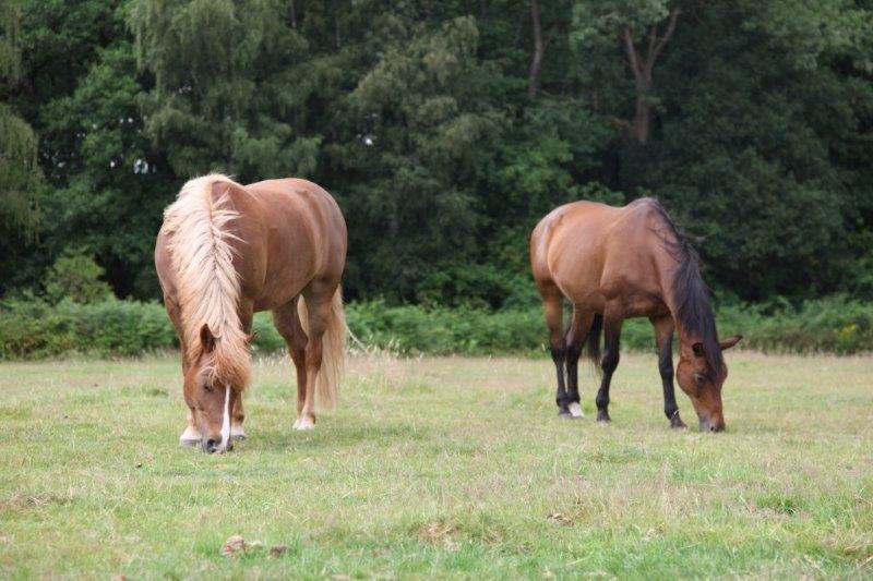 Farm Stay Luythoeve Meeuwen Eksteriør billede